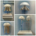 Naturhistorisches Museum Wien - Quallen, Glasmodelle
