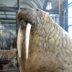 Naturhistorisches Museum Wien