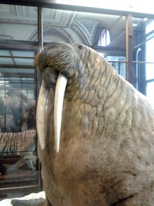 Naturhistorisches Museum Wien